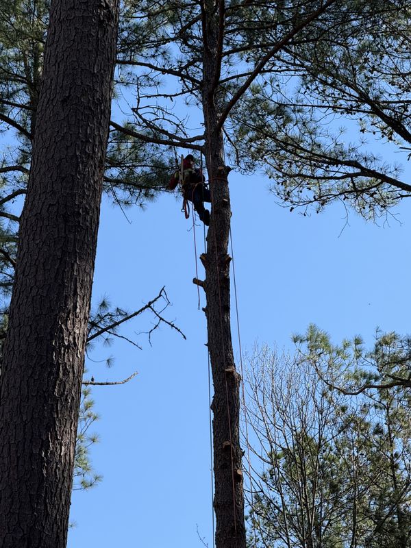 Tree Removal