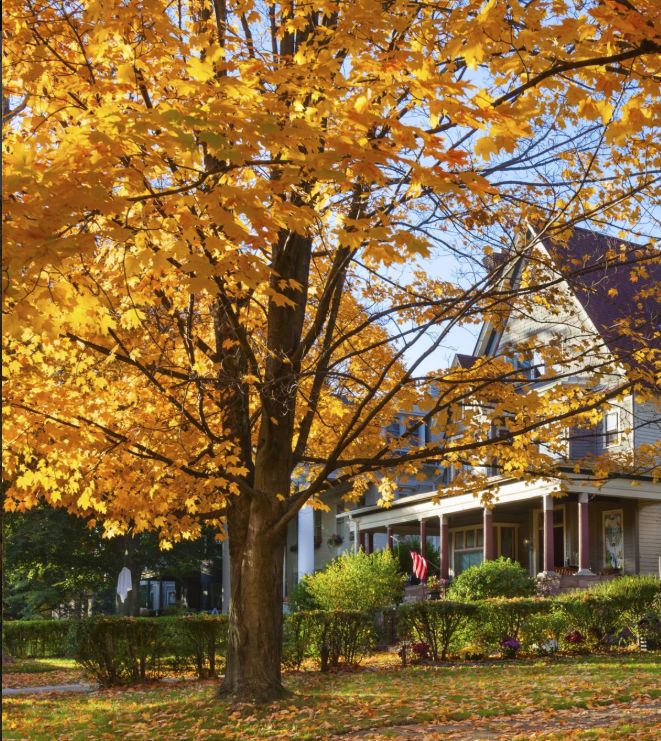 Seasonal Yard Cleanup