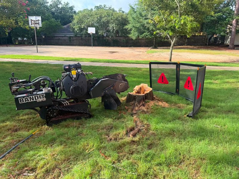 Tree Removal
