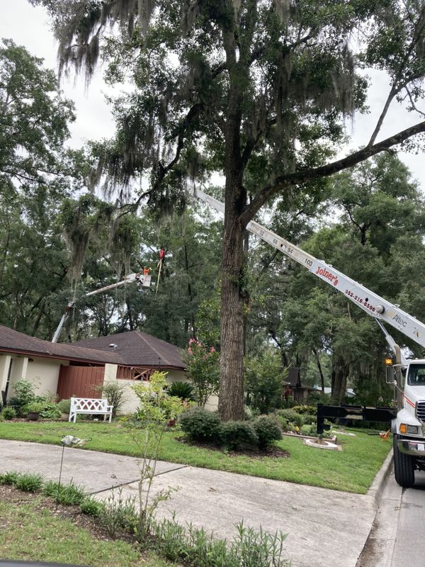 Tree Trimming
