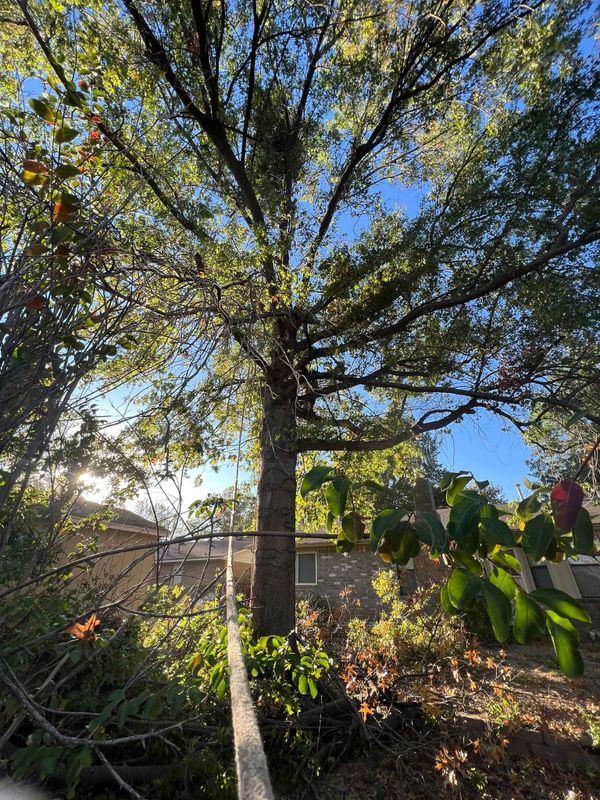 Tree Removal