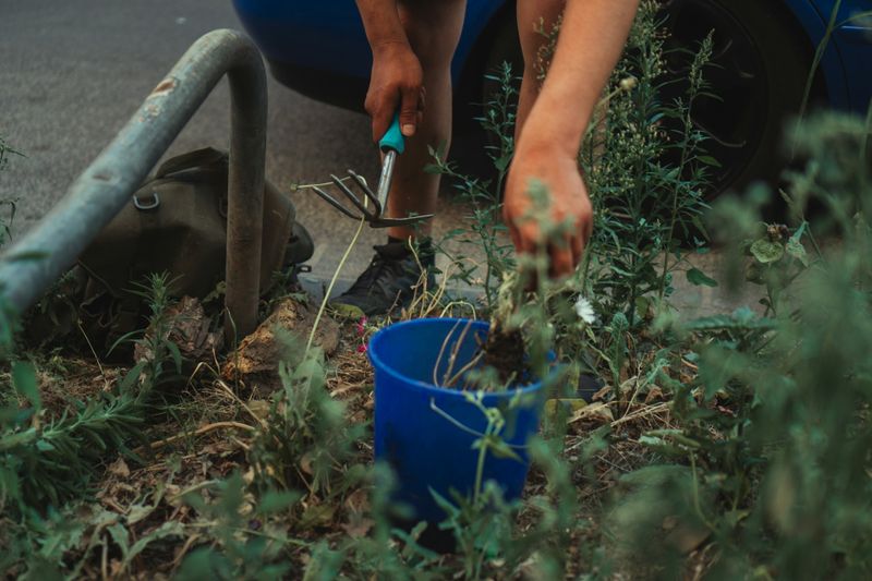 Lawn Maintenance