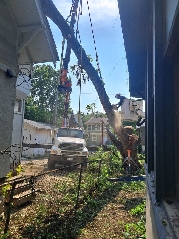 Tree Removal