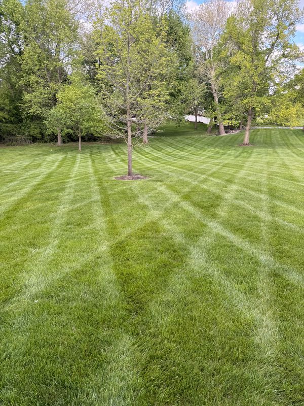 Lawn Care and Maintenance