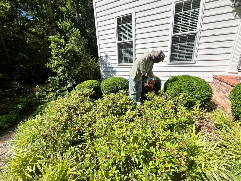 Tree & Shrub Care