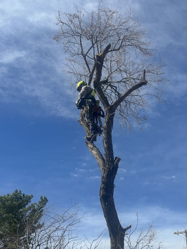 Tree Trimming