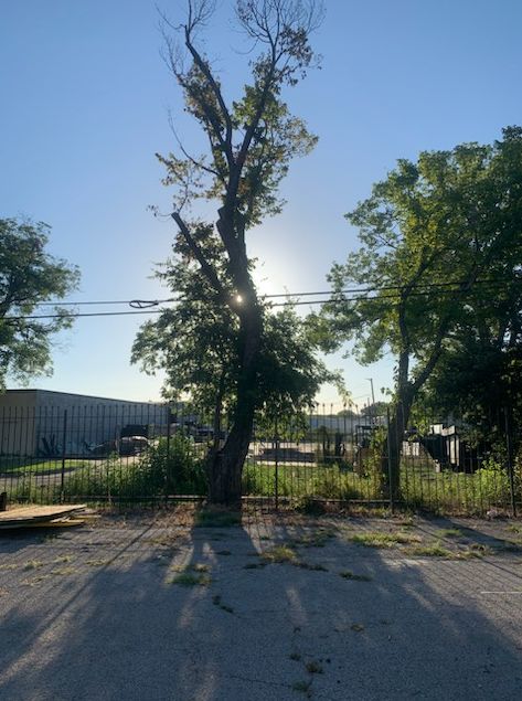 Tree Removal & Trimming