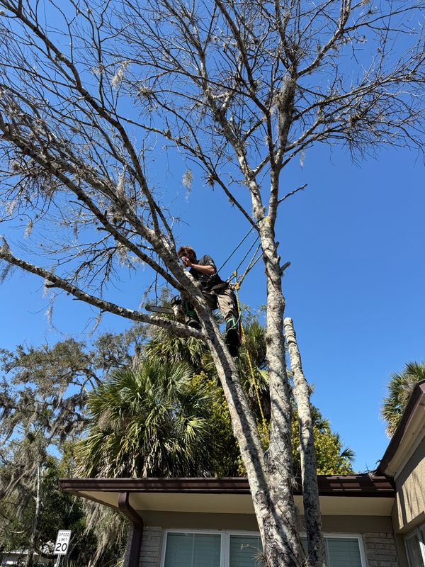 Tree Pruning