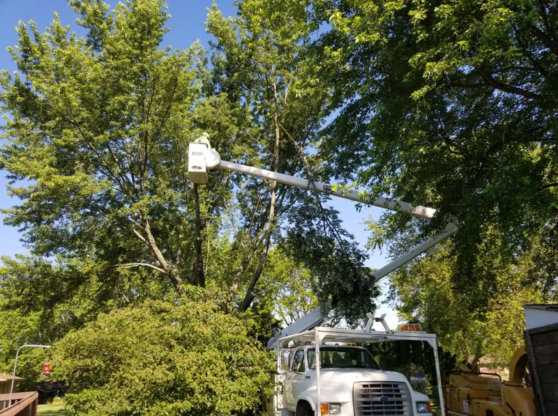 Tree Trimming gallery