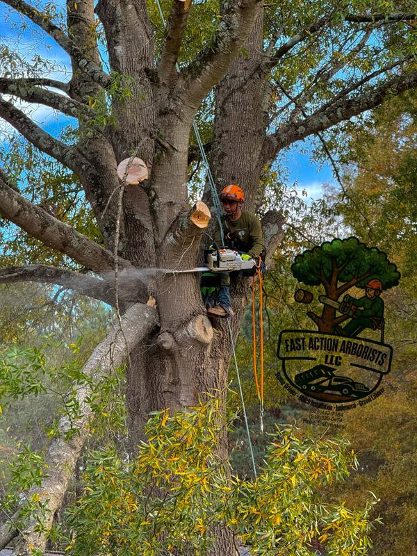 Stump Grinding Solutions