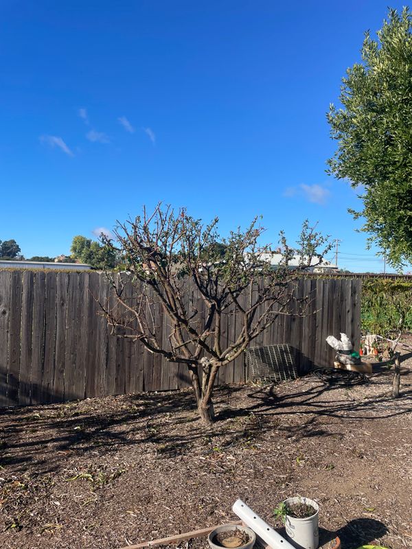 Tree Health and Maintenance