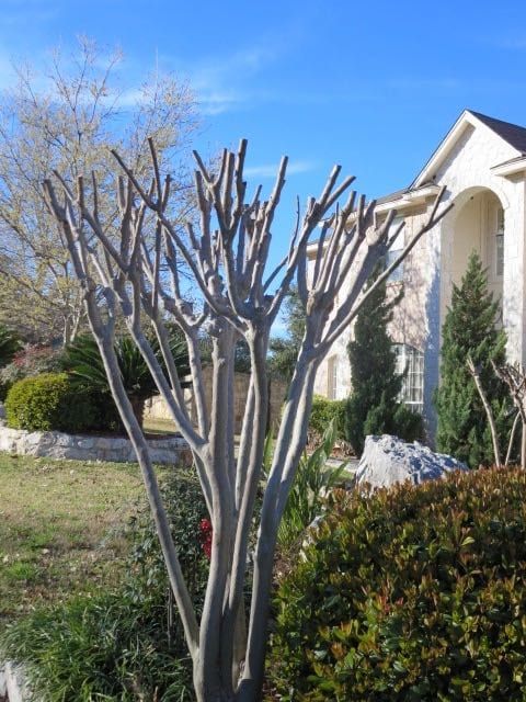 Tree Pruning and Trimming