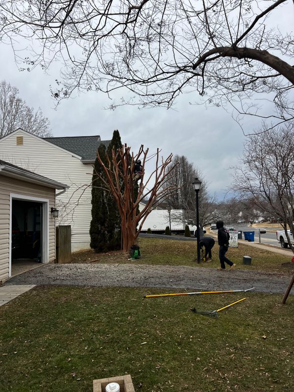 Tree Removal