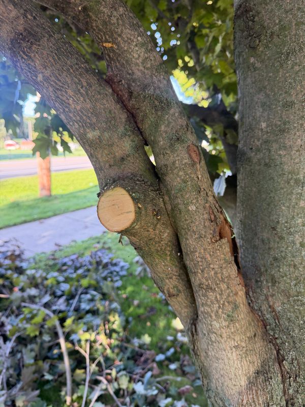 Tree Trimming