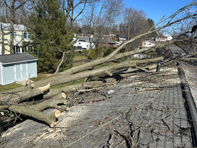 Tree Removal gallery