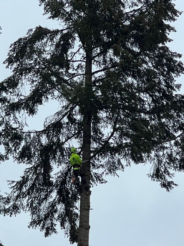 Tree Trimming & Removal