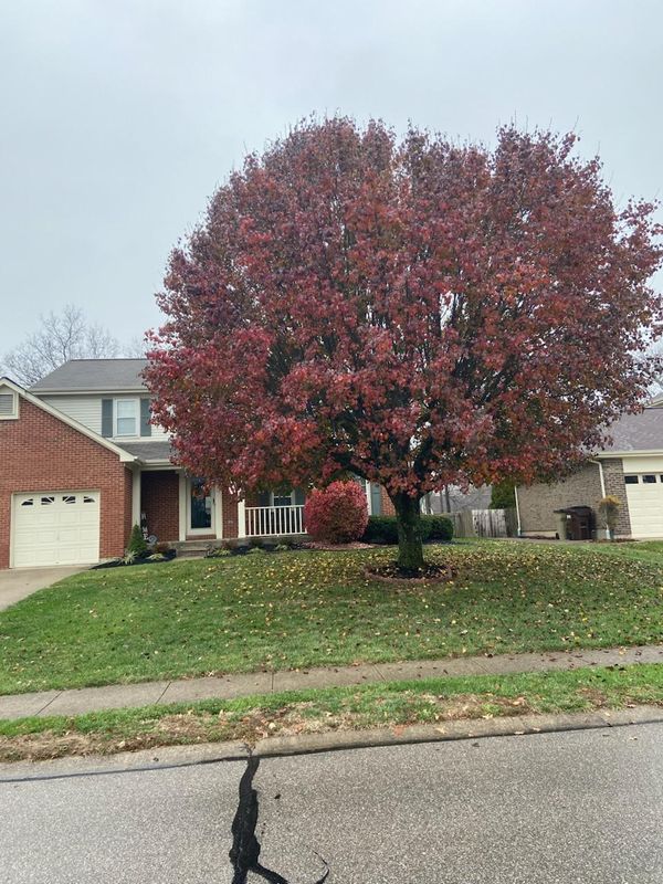 Fall Clean Up