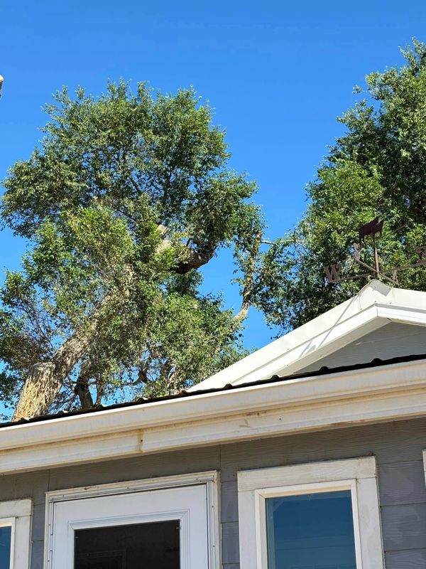 Tree Trimming