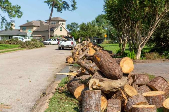 Tree Removal