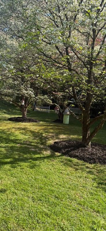 Tree & Shrub Care