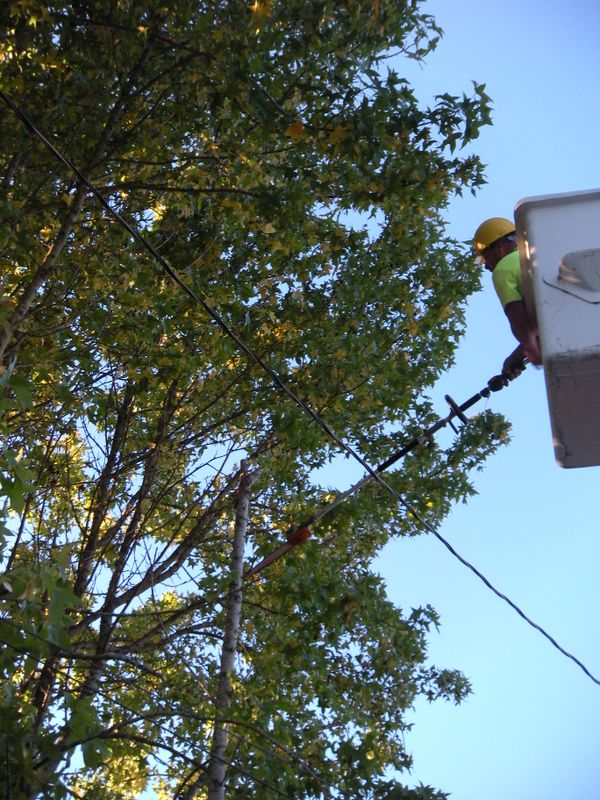 Tree Removals