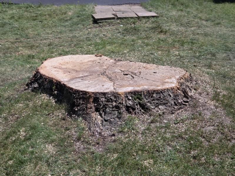 Tree Removal