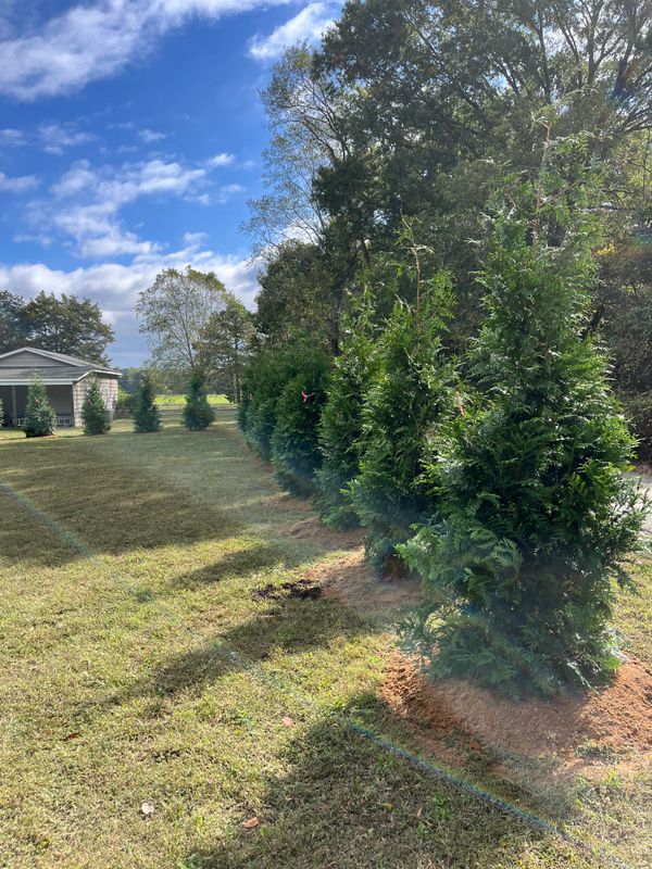 Tree and Shrub Installation