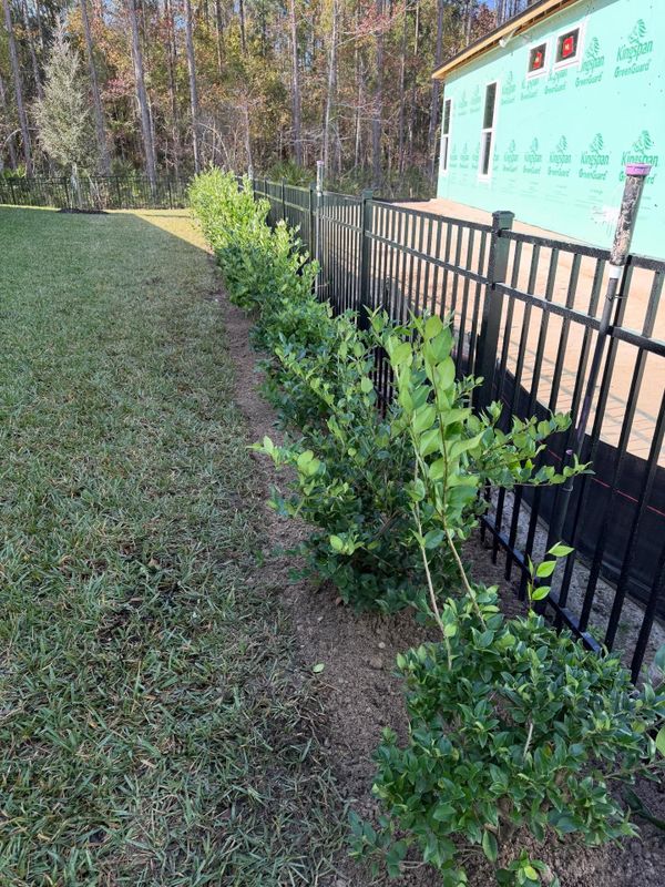 Shrub Trimming