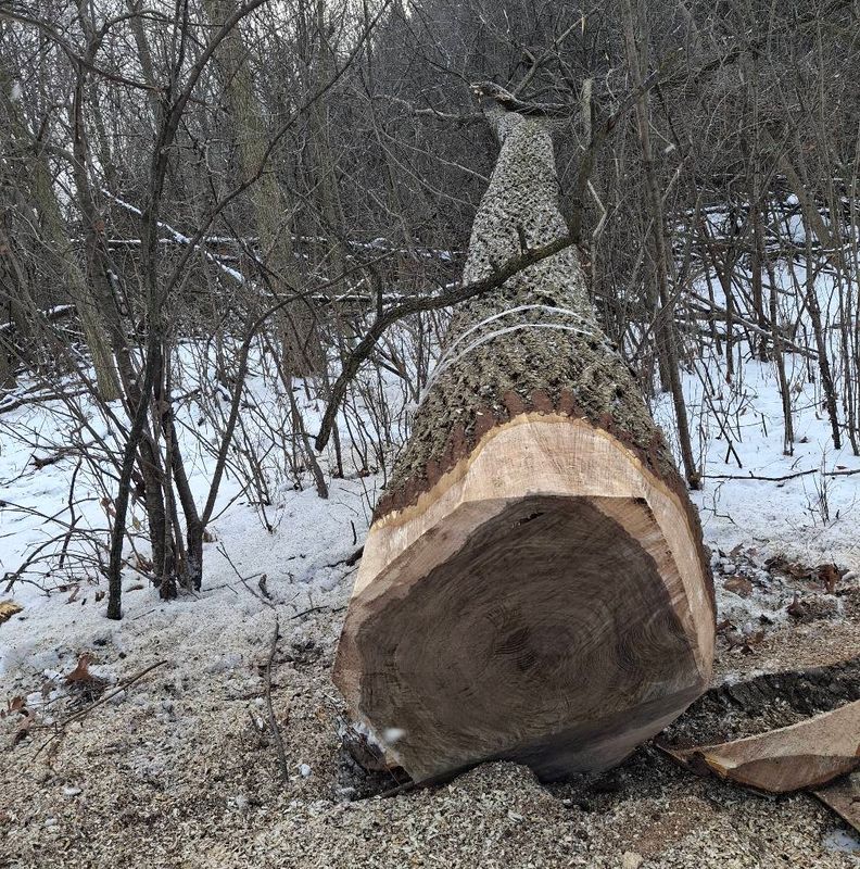 Timber Management