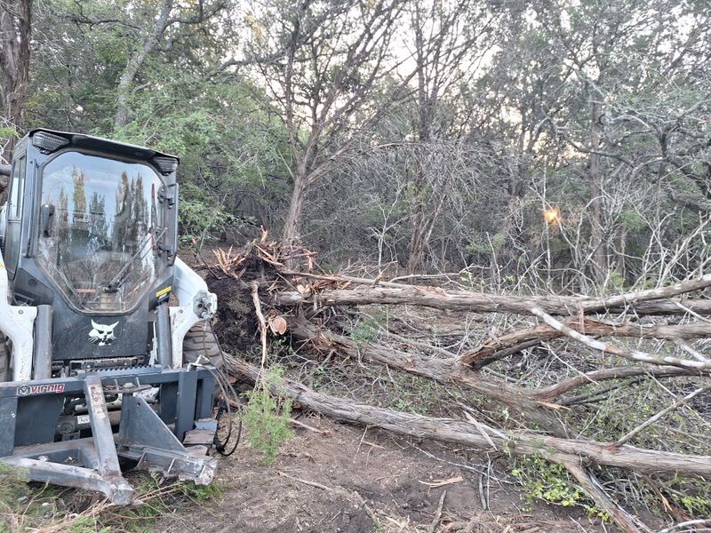 Tree Removal