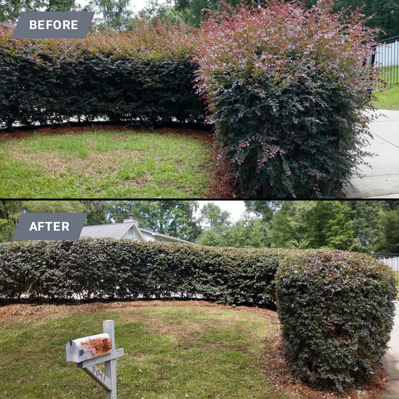 Shrub Trimming