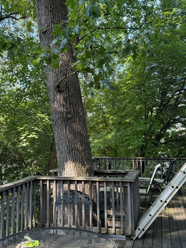 Tree Removal