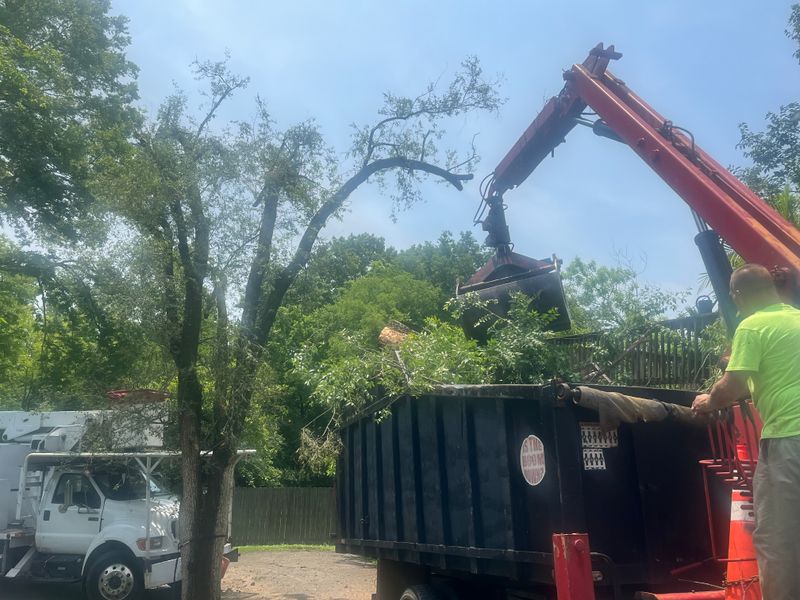 Tree Maintenance