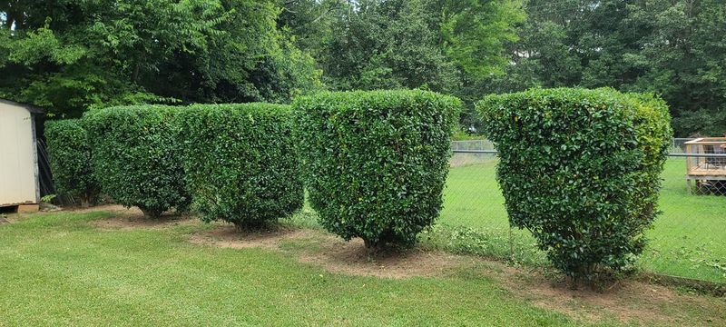 Lawn Treatment