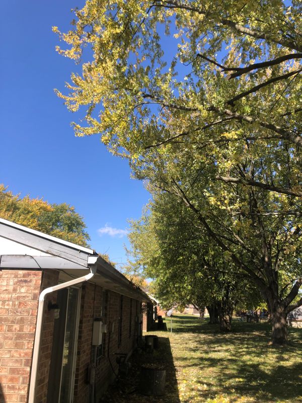 Wooded Lot or Structure Clearance