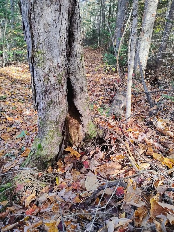 Tree Removal gallery