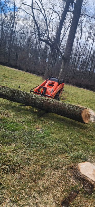 Tree & Shrub Care