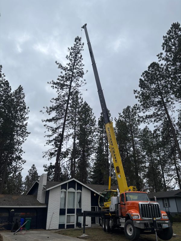 Crane-Assisted Tree Removal