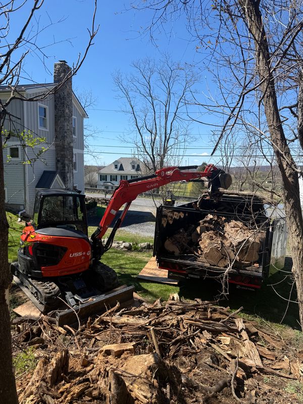 Tree Removal