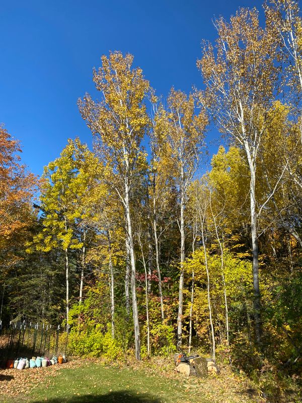Tree Removal gallery