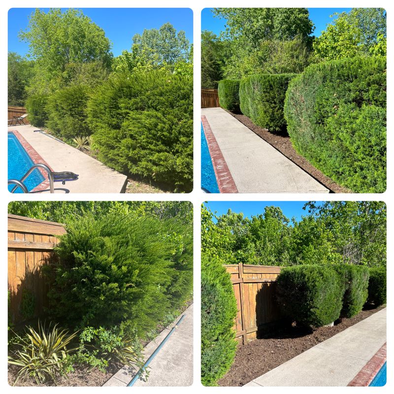 Bush/shrub trimming 