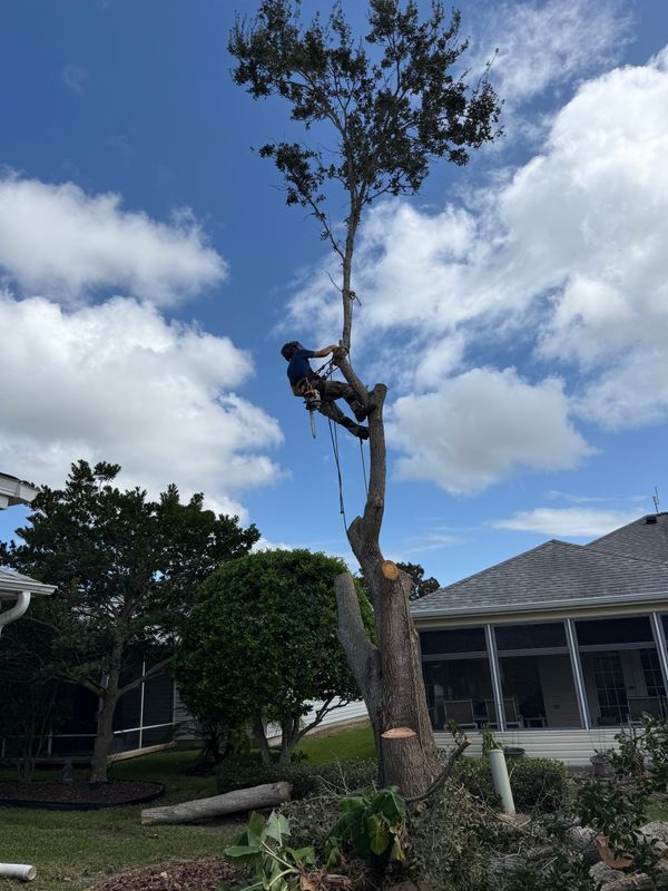 Tree Pruning