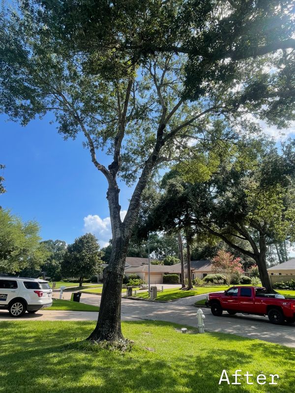 Tree Trimming & Removal