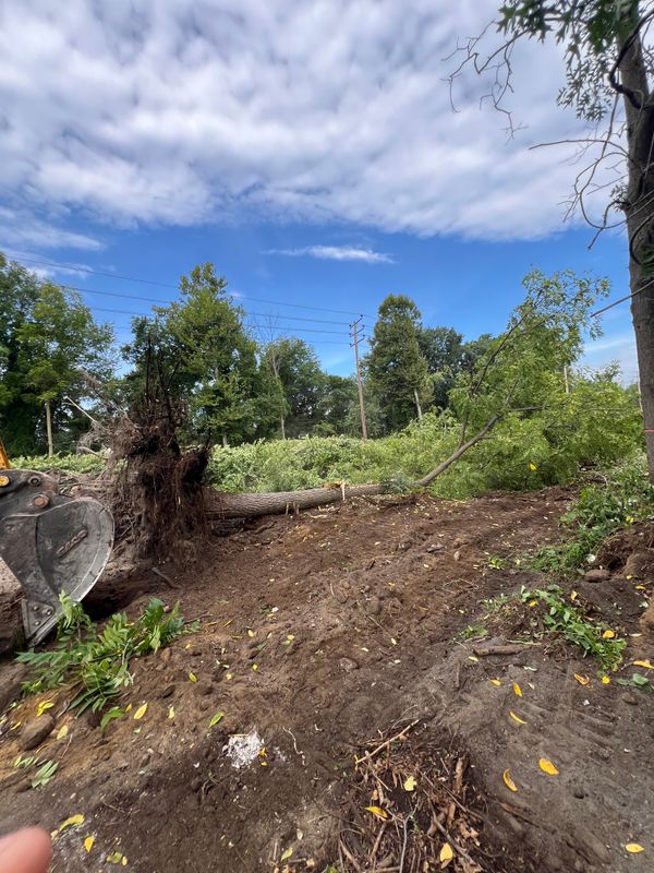 Forestry Mulching