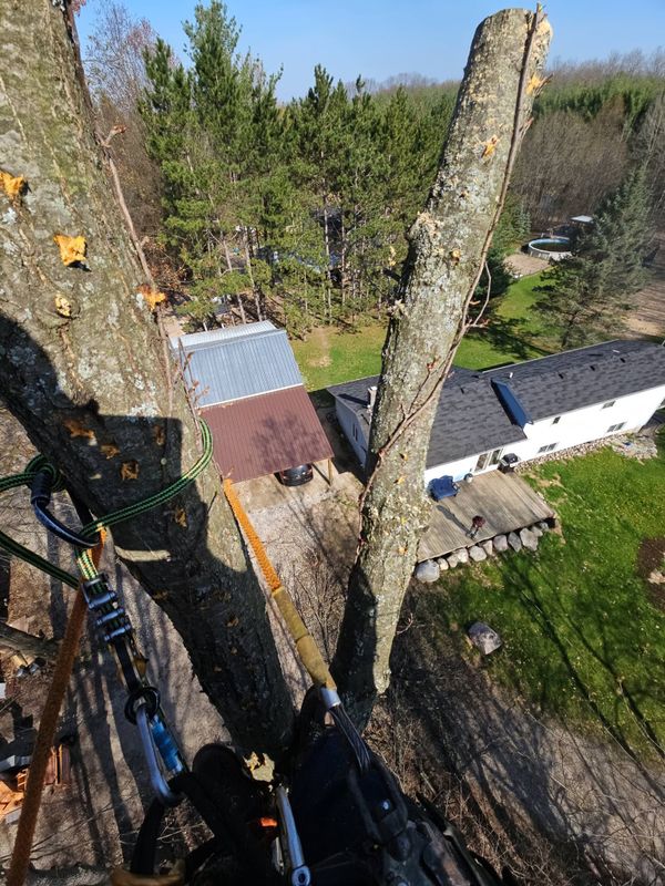 Tree Trimming