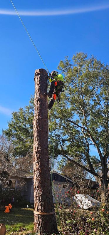 Tree Trimming