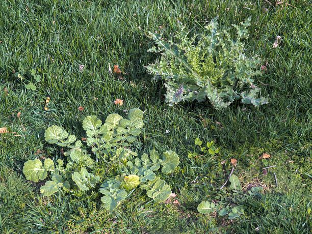 Noxious Weed Control