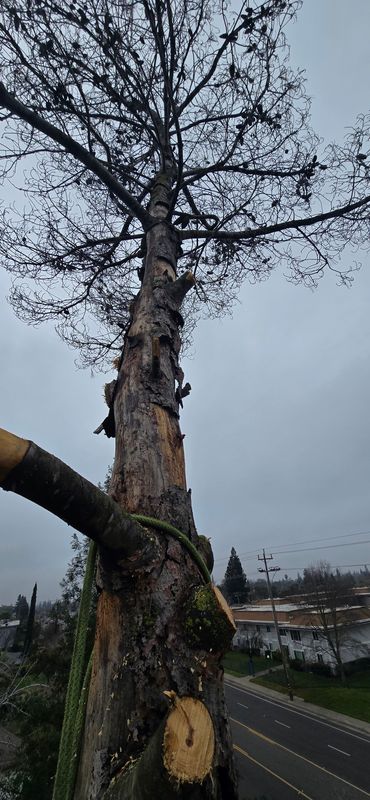 Hazardous Tree Services