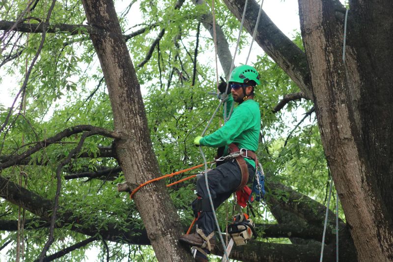 Tree Cabling