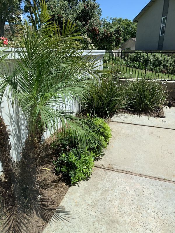 Shrub Trimming